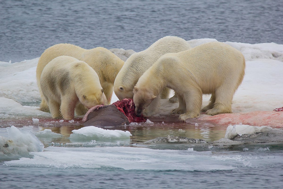 Остров Врангеля моржи белые медведи