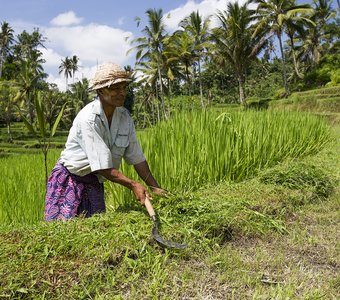 Индонезийский фермер за работой