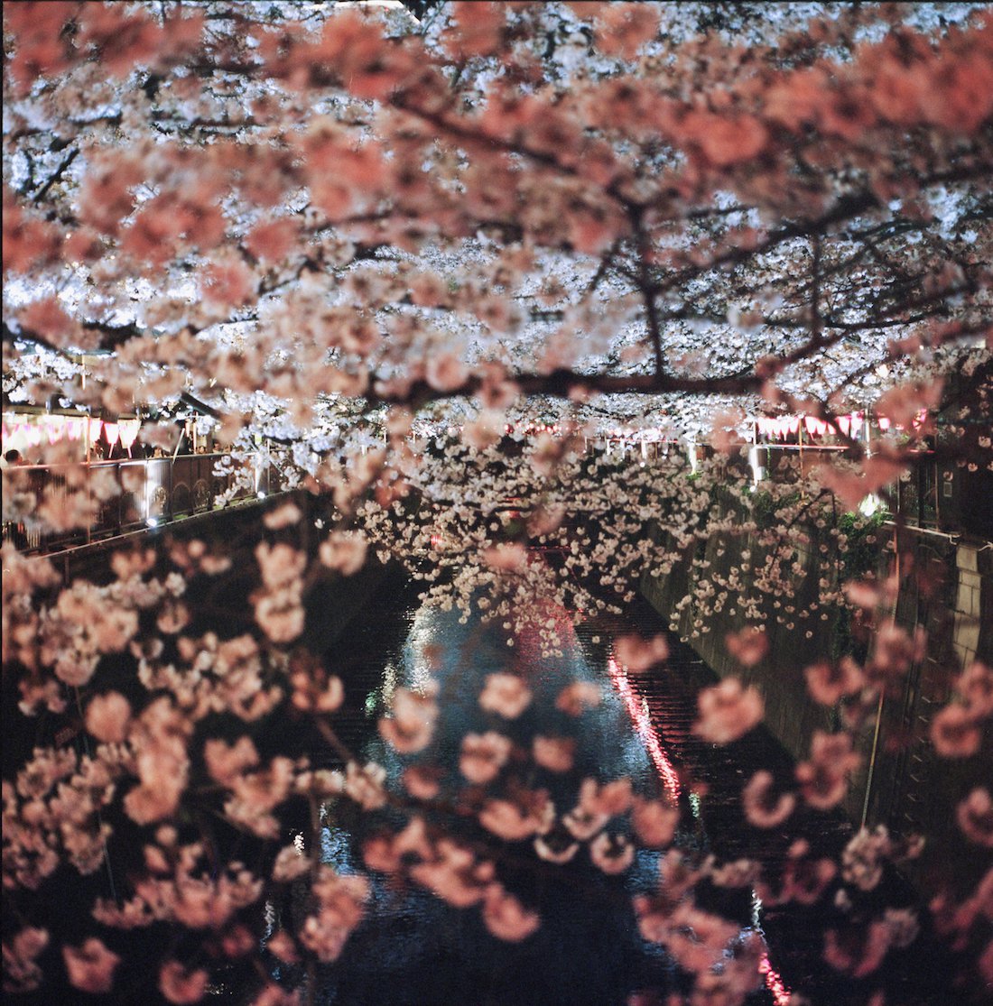 Sakura nakameguro
