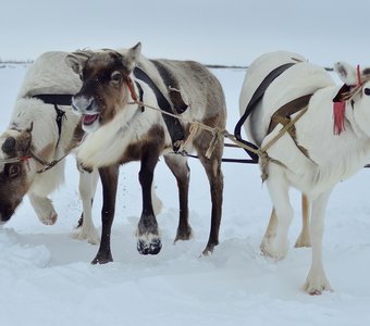 Позитивная тройка