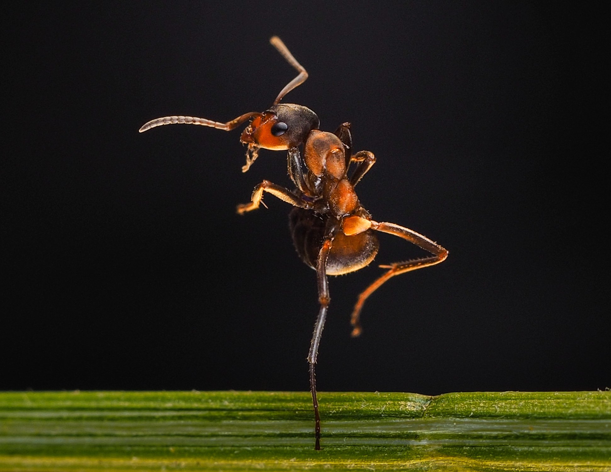 Танец муравья