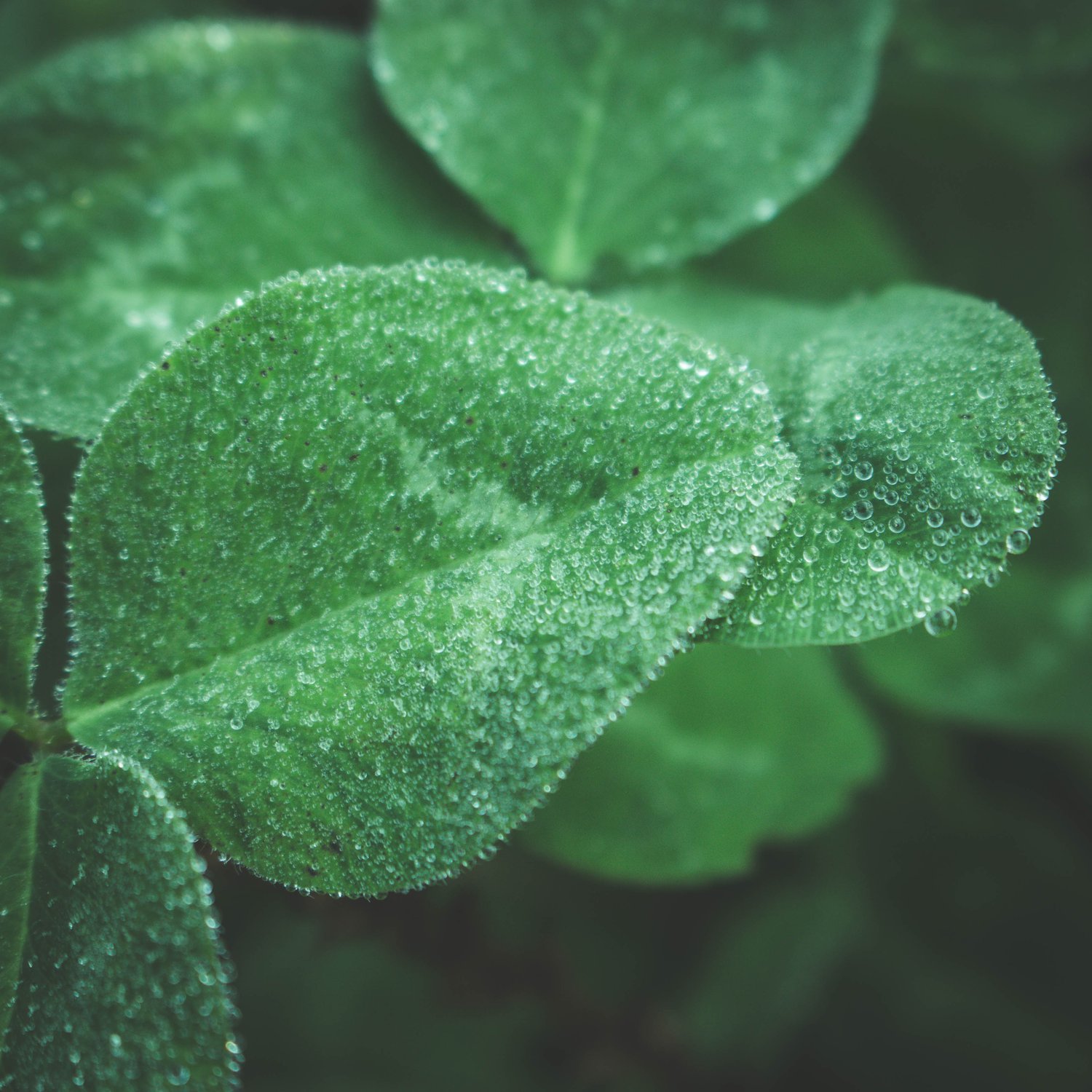 Утренняя роса — Фото №241605