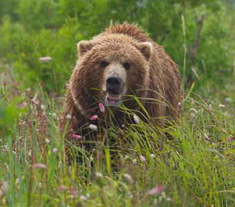 Медведь ест траву