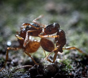 Поединок двух муравьев.