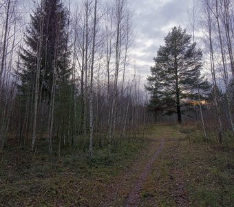 Ивановка. Ноябрьский лес.