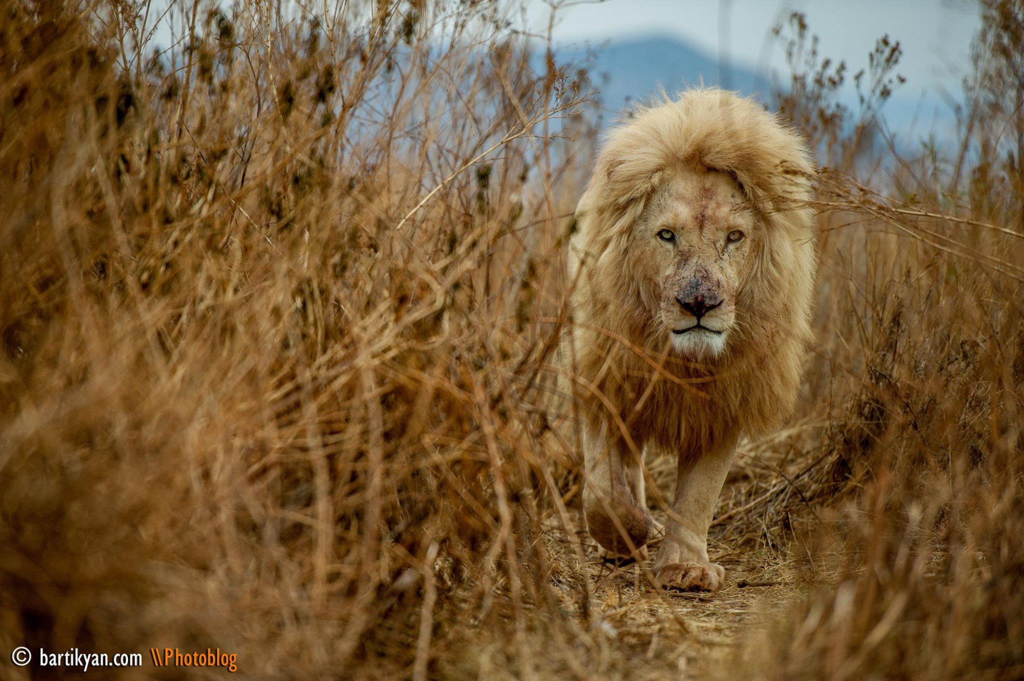 Белый лев, ЮАР