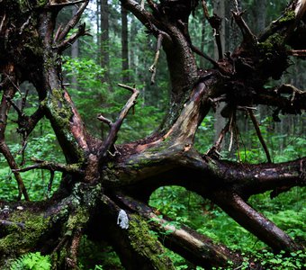 Фантастические чудовища Лемболовского леса