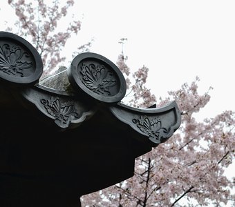 Цветение сакуры в замке Химэдзи