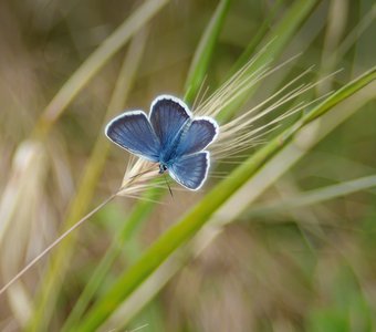 Polyommatus icarus