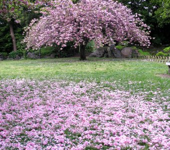 Sakura in Rain