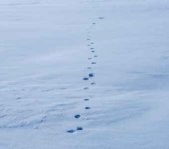 На встречу с барсом