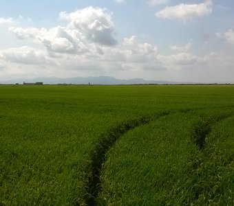 Борозда в рисовом поле