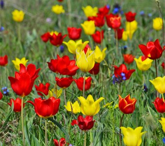 Дикая красота: в Крыму цветут тюльпаны Шренка