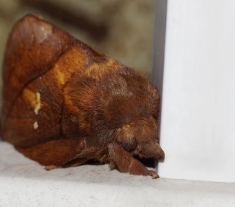 Спящая на внешнем подоконнике ночная бабочка.
