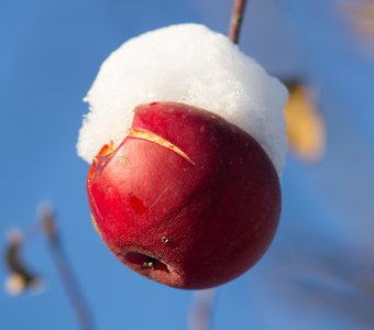 Яблоко под снегом