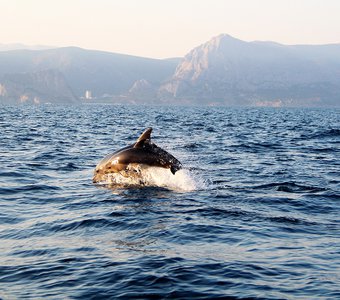 Дельфин афалина с детенышем