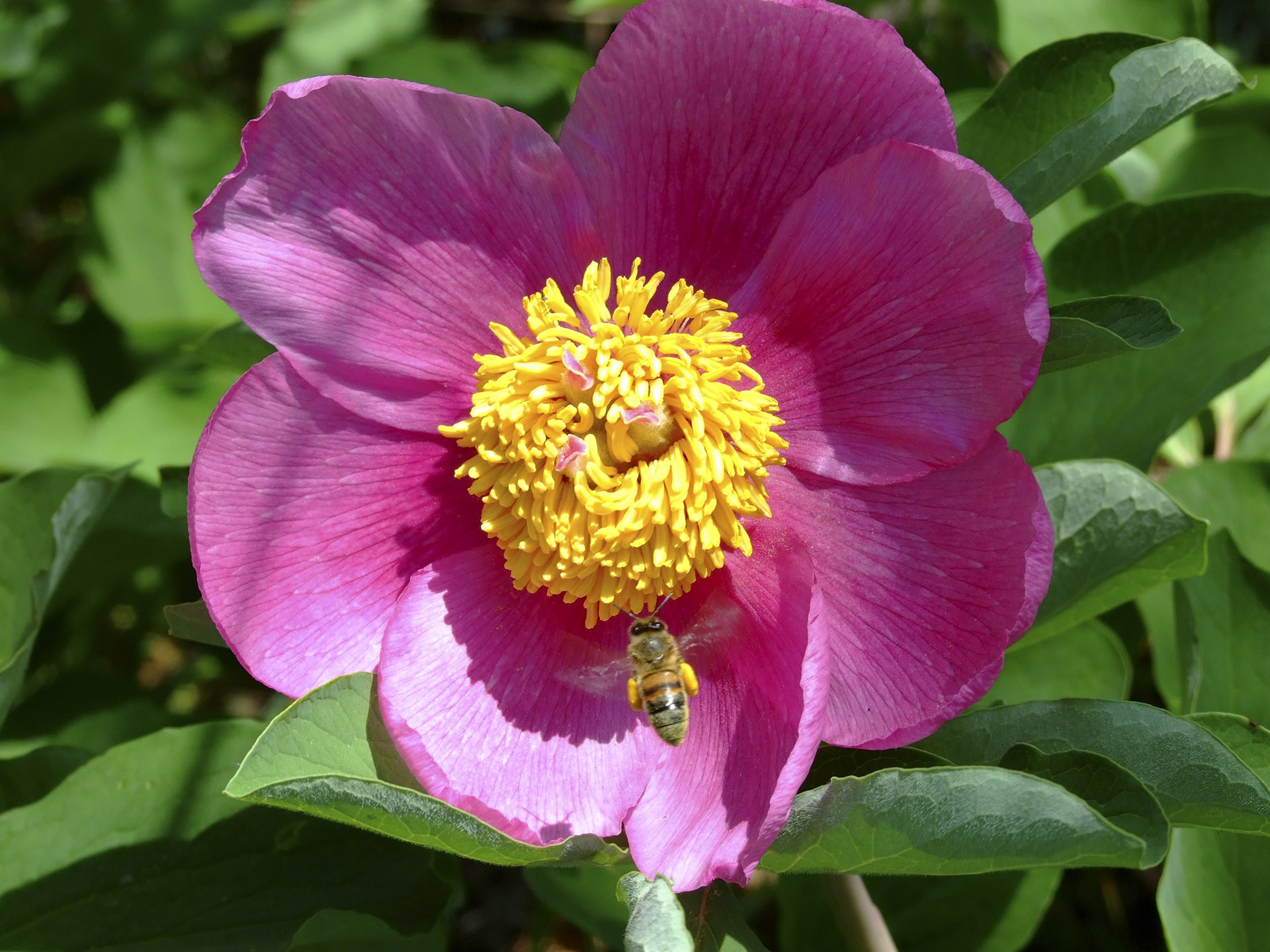 Пион и трудяга