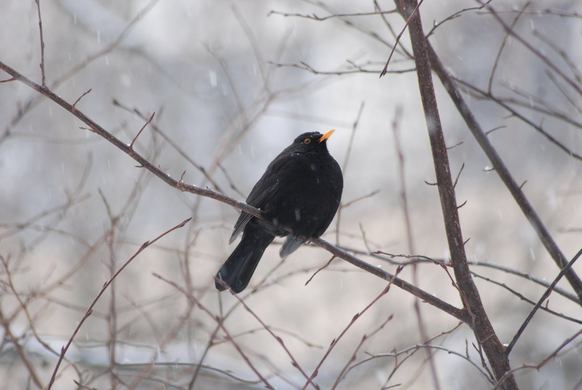 Черный дрозд фото птицы зимой и летом