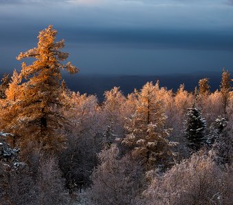 Таежная палитра