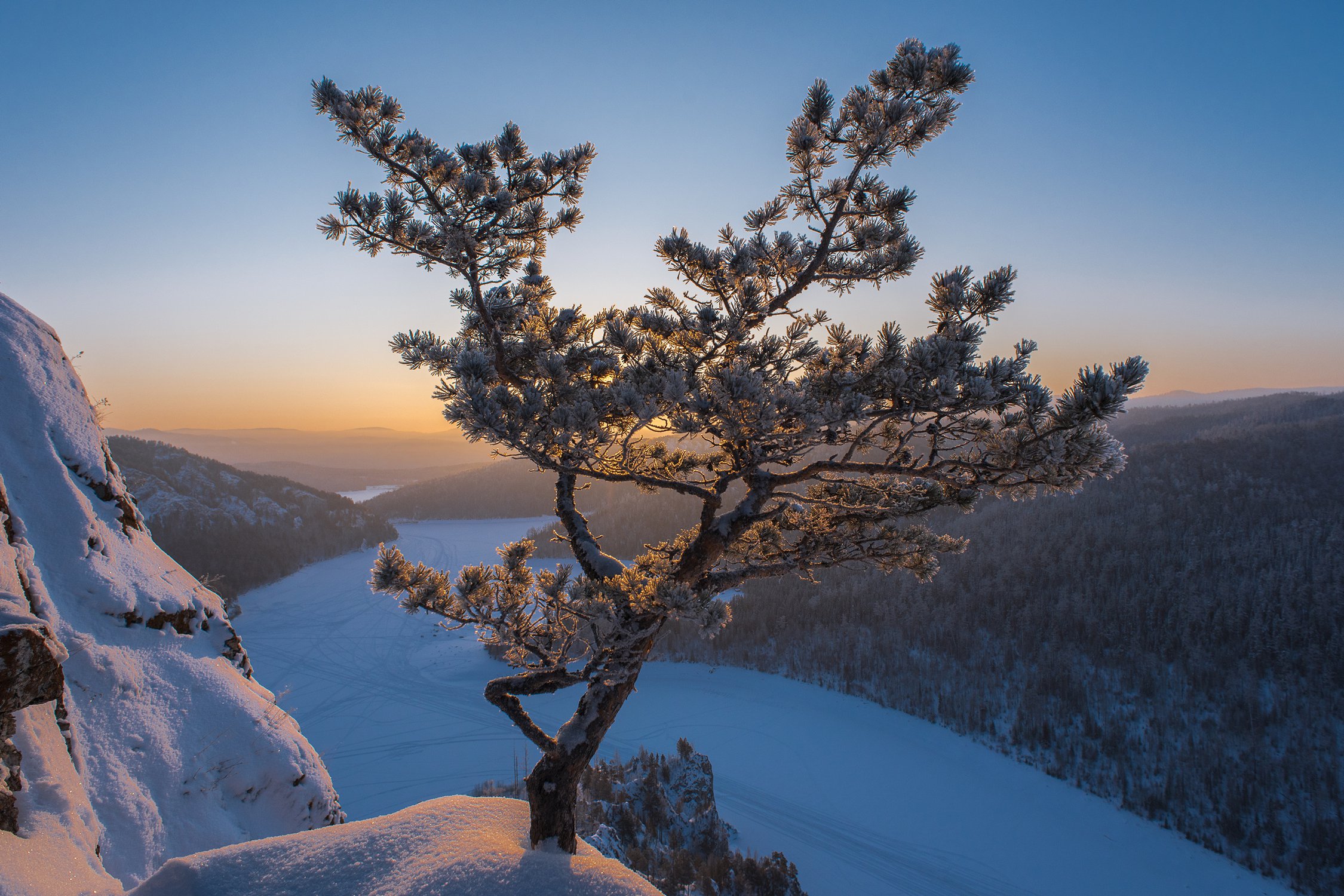 Серебряная сосна