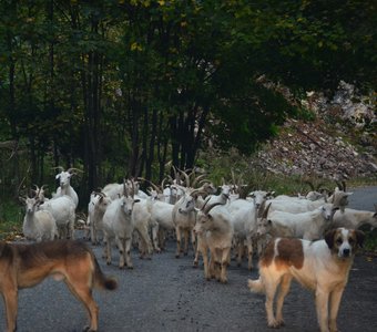 Пастухи