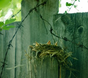 гнездо в заборе