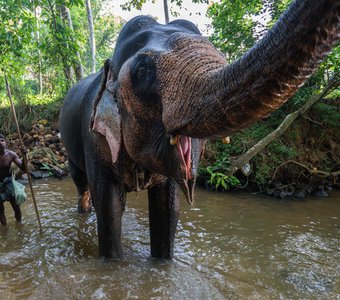 Sri Lanka Elephant