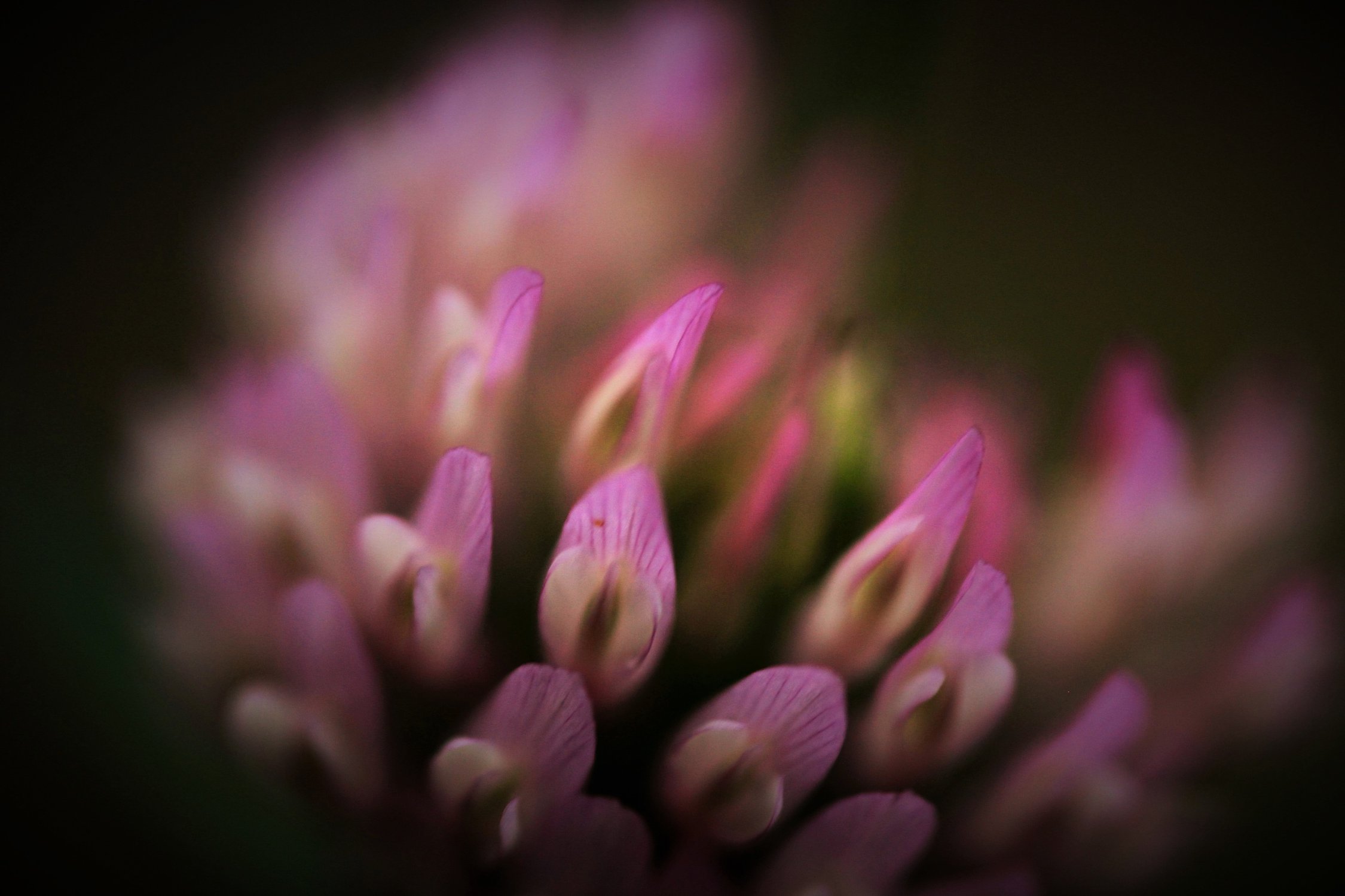 Утренняя нежность