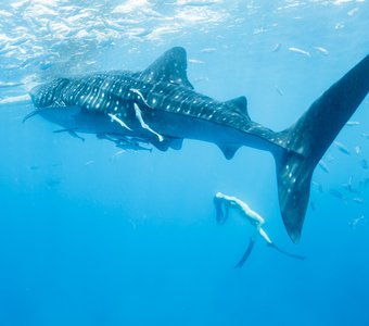 Китовая акула, whale shark