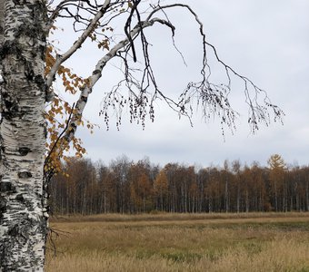 Берёзовая грусть