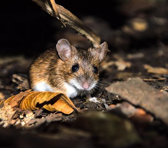 Лесная мышь — демо-версия енота