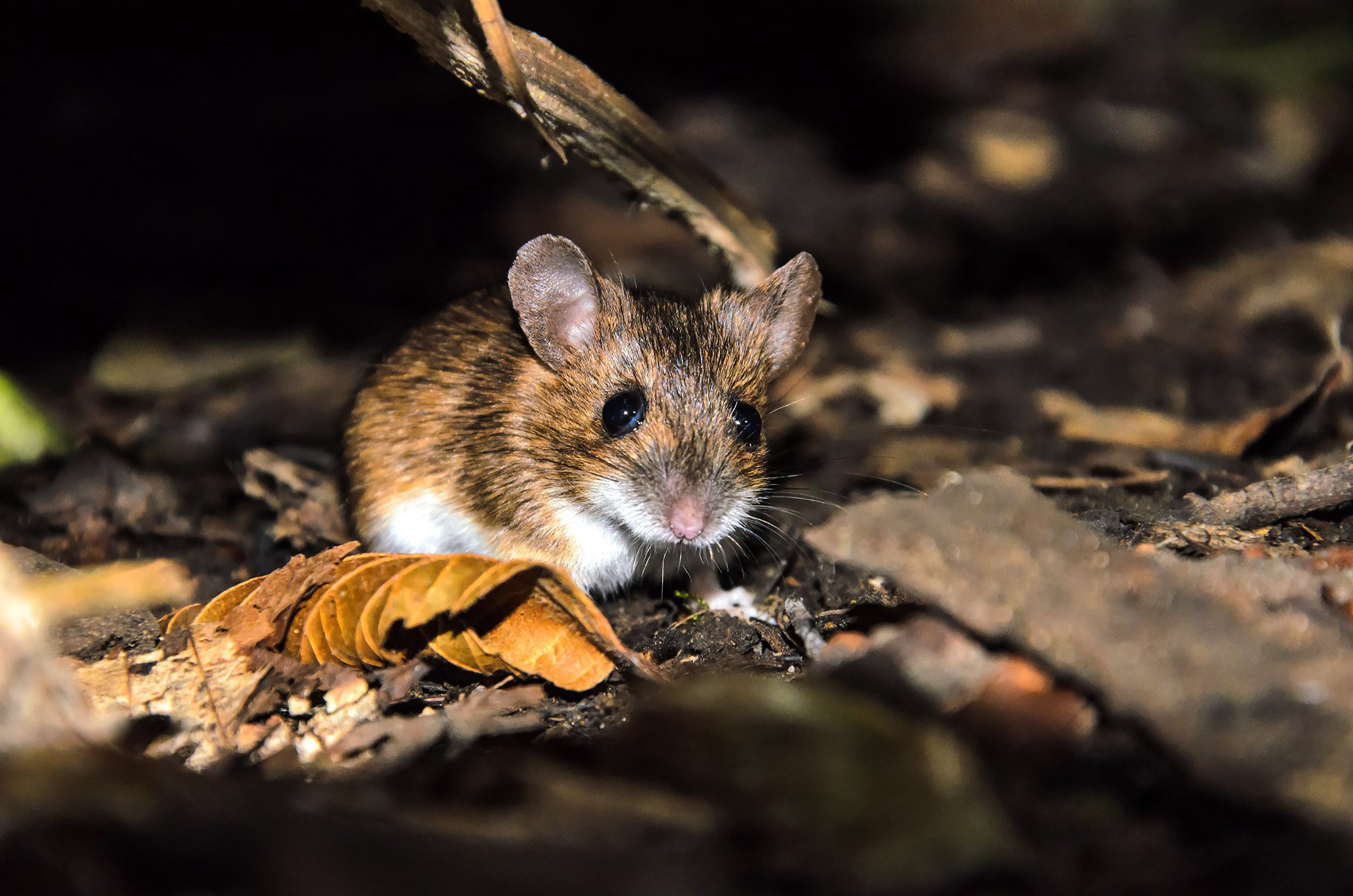 Мыши живущие в лесу. Желтогорлая полевка. Желтогорлая Лесная мышь. Лесная мышь (Apodemus sylvaticus). Полевая мышь Apodemus agrarius.