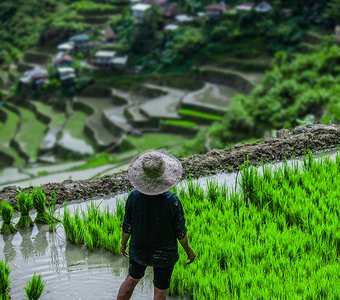 Взгляд на рисовые каскады. Бадад, Ифугао, Филиппины