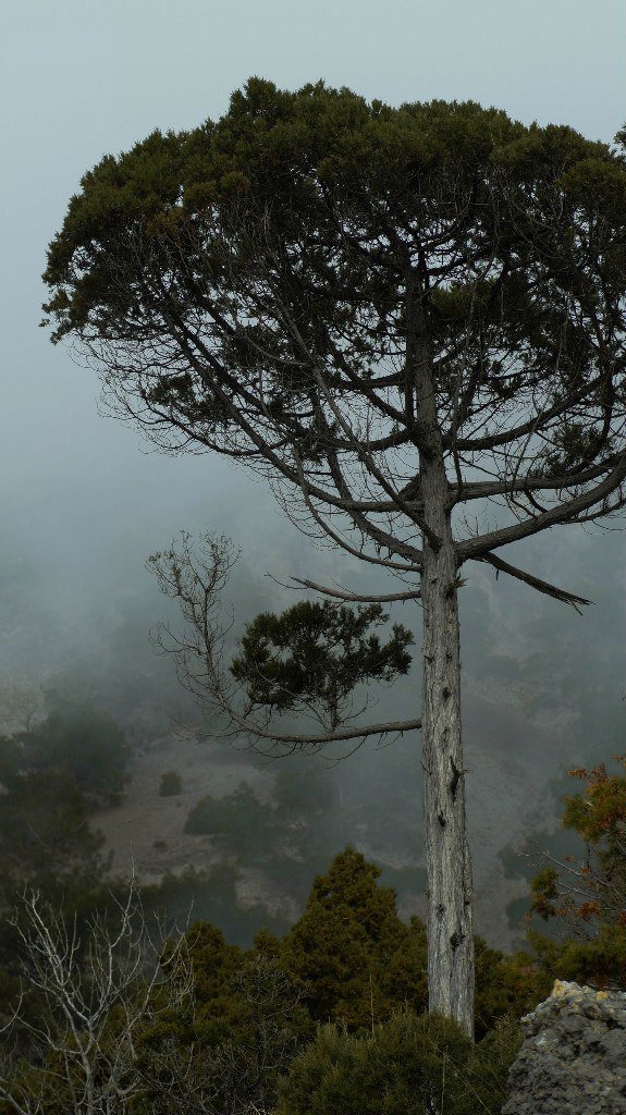 можжевельник в туманной дымке...