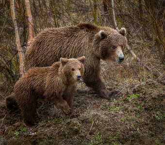 Бурые медведи, Камчатка.
