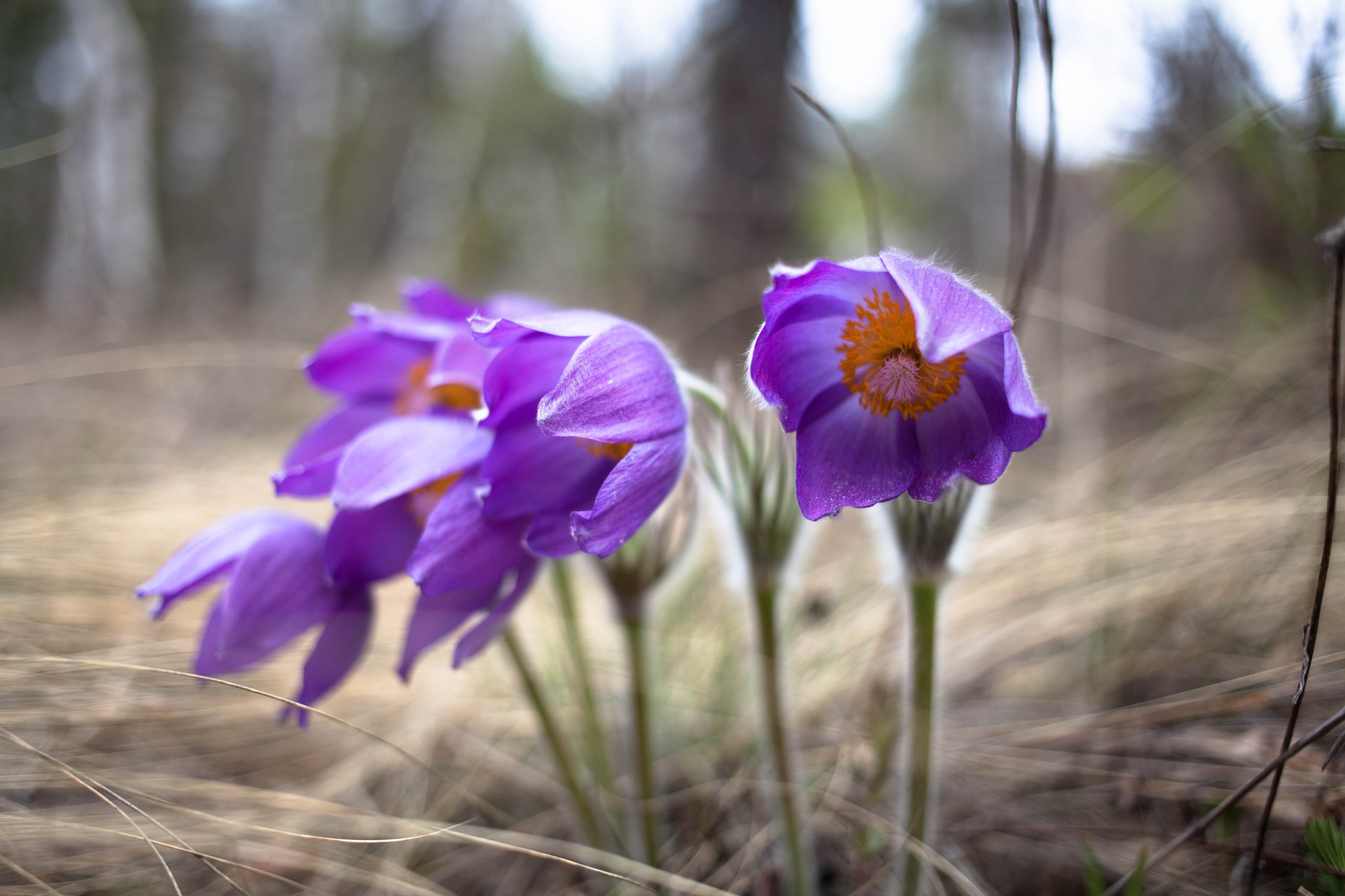 Подснежники прострел уральский. Лесные весенние цветы башкирии. Весенник зимующий. Первоцветы башкортостана. Первоцветы башкортостана.