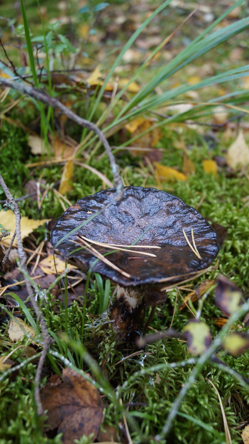 Лесной натюрморт