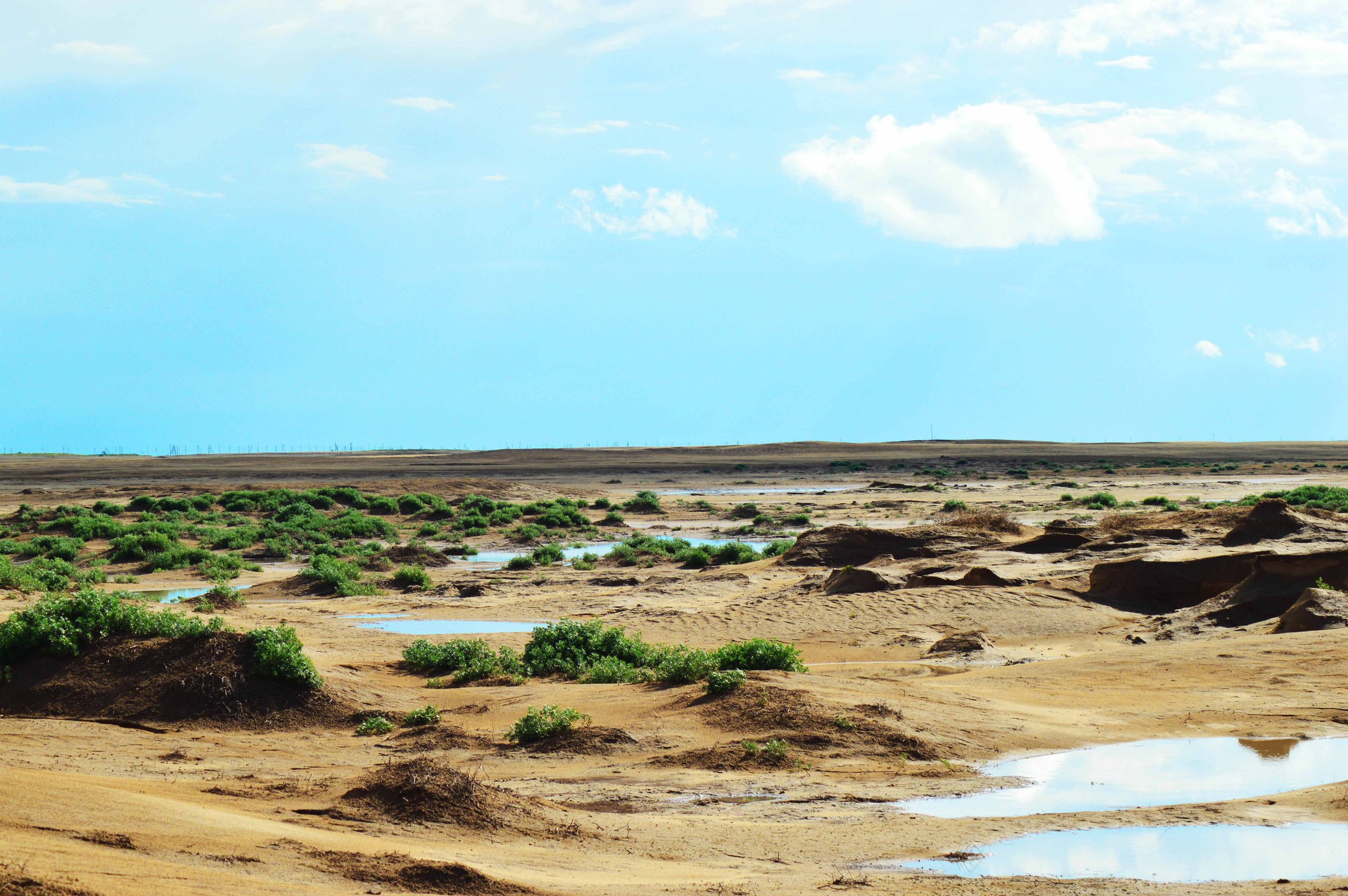 Степь после дождя