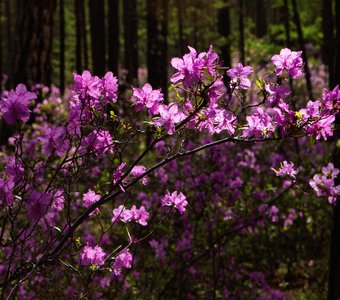 Цветущие рододендроны острова Ольхон