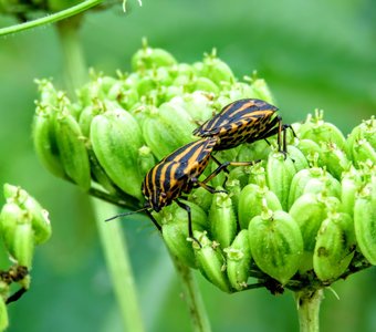 Щитник линейчатый, или графозома полосатая (Graphosoma lineatum) — вид клопов из семейства Настоящие щитники.