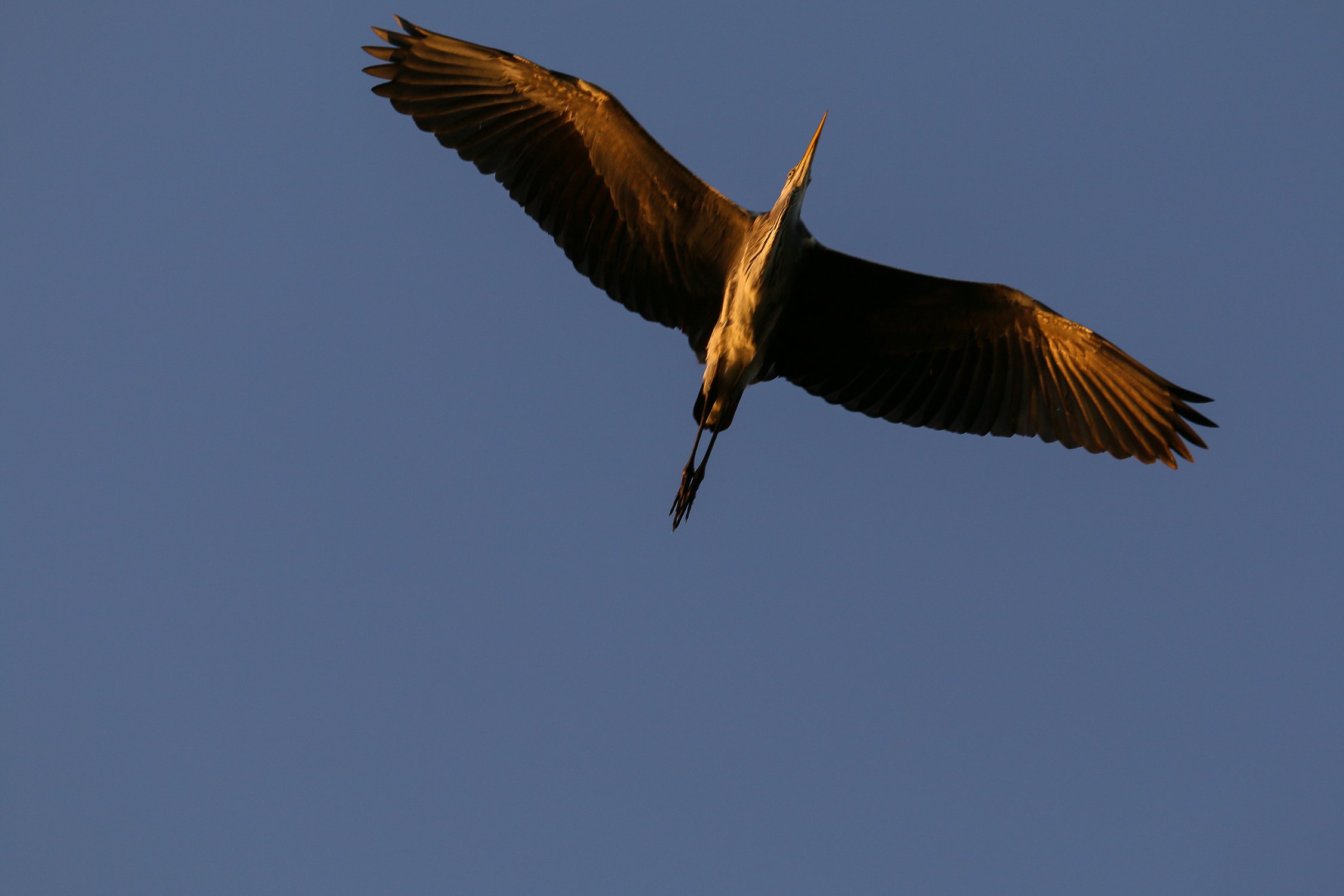Возвращение домой