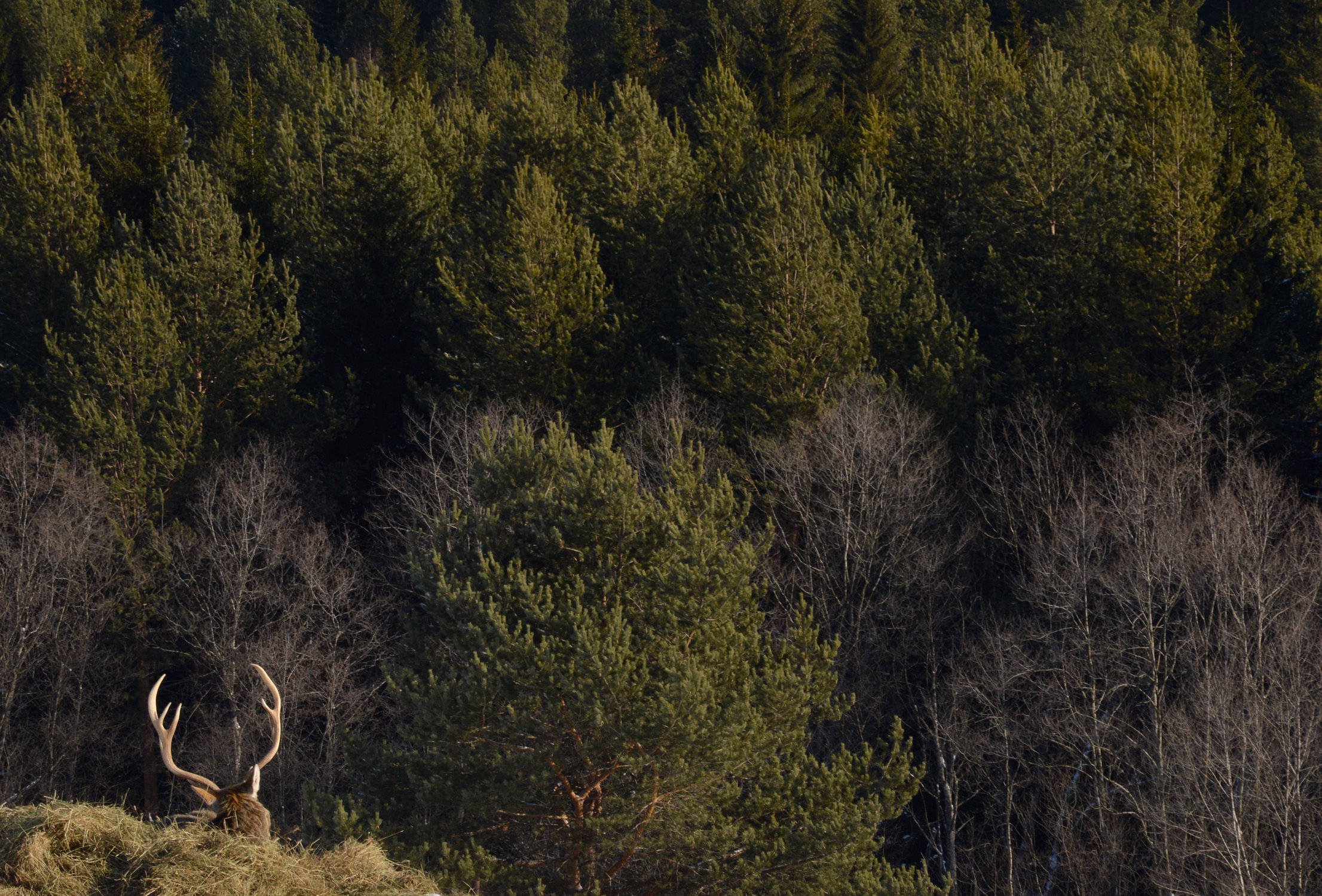 Лесной король