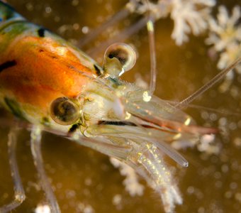 Креветка (Pandalus montagui)