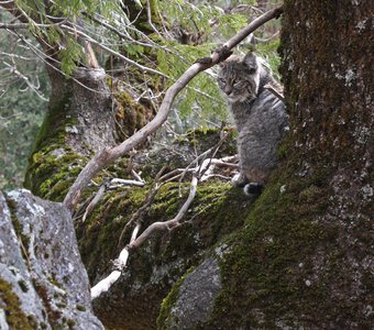 Калифорнийская рысь – Bobcat