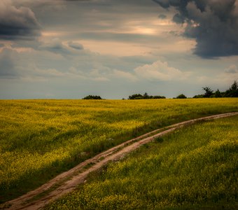 Дорога в желтом поле