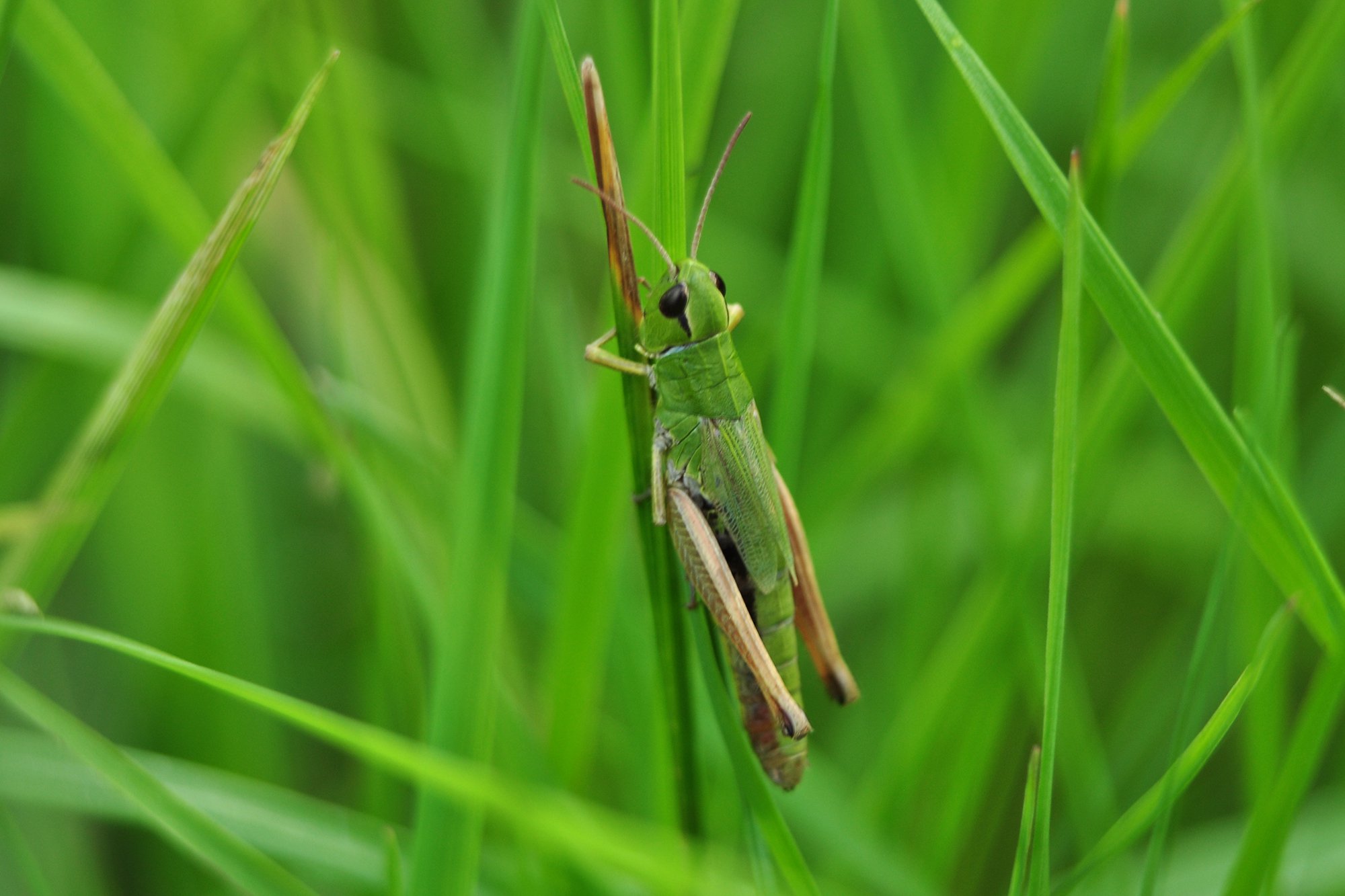 в траве сидел кузнечик