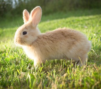 Кролик-бельгиец