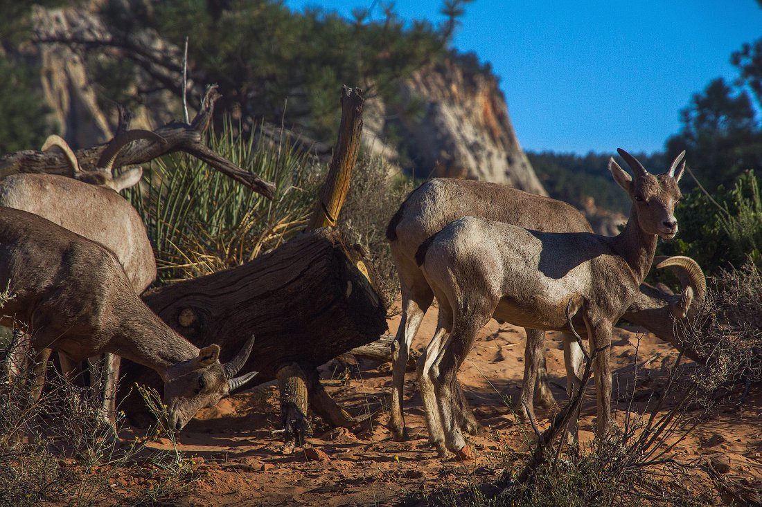 Горные бараны в национальном парке Зайон.