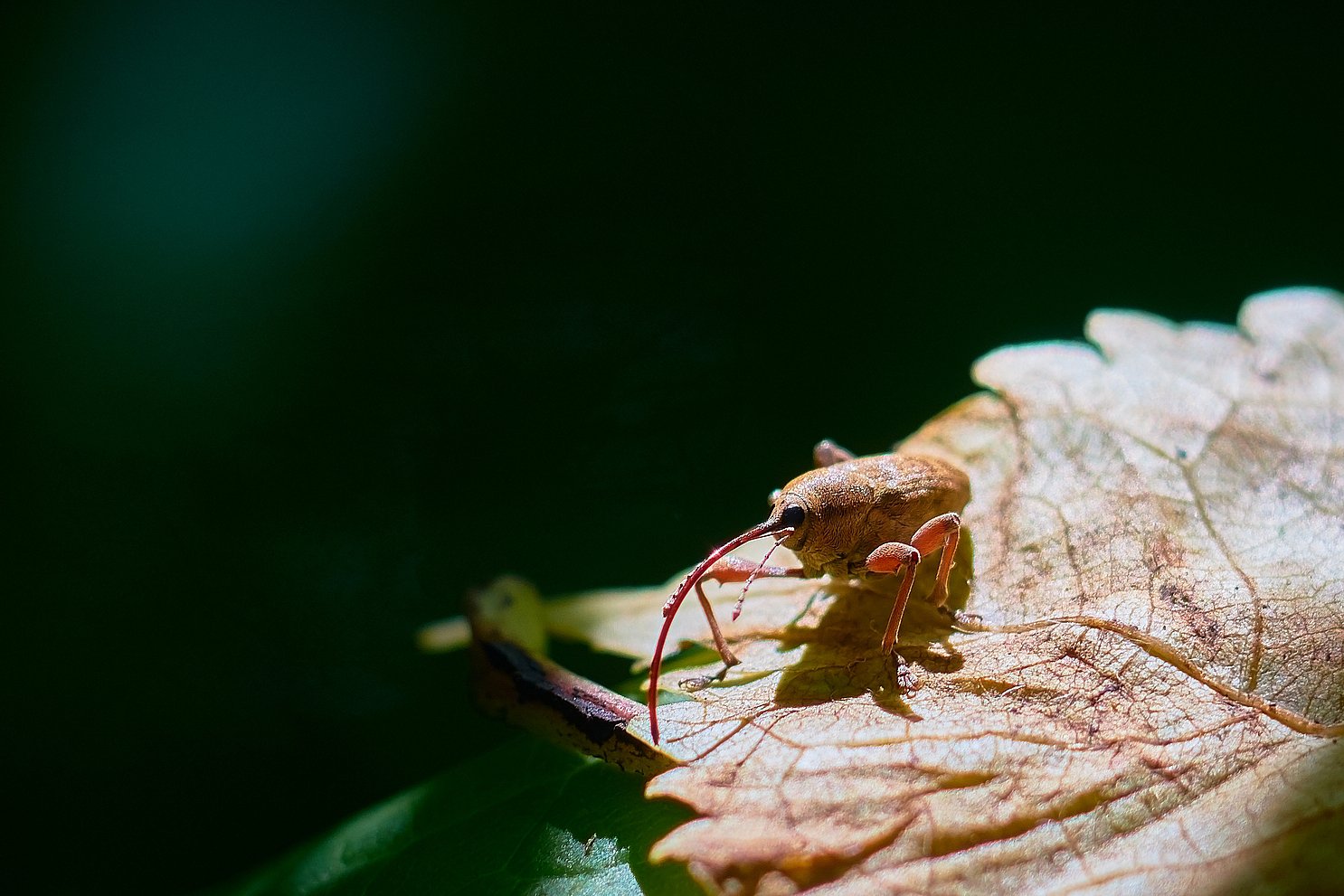 Долгоносик-плодожил (Curculionidae)