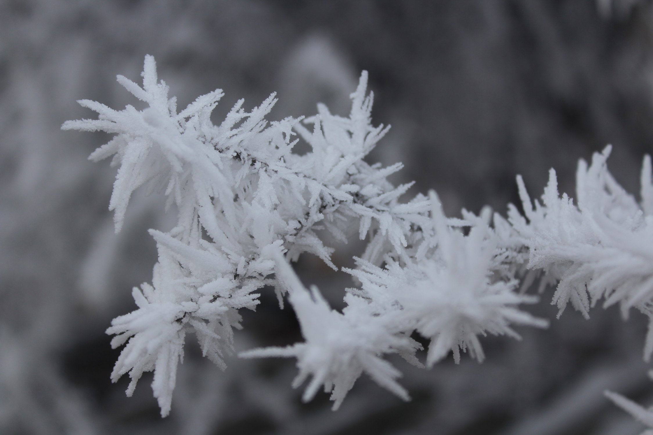 А на утро на деревьях вот такая красота...